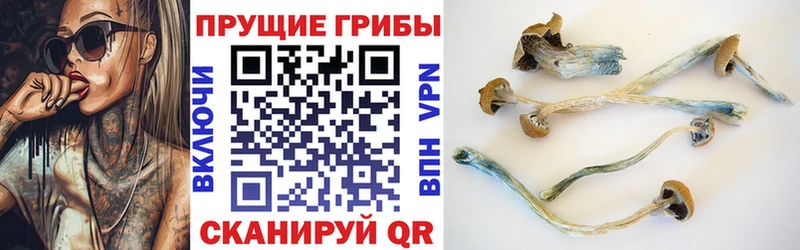 Галлюциногенные грибы Cubensis  Красный Кут 